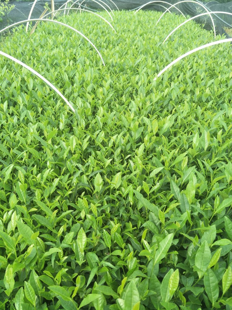 安吉白茶，黄金茶，福鼎大白茶，极白茶苗