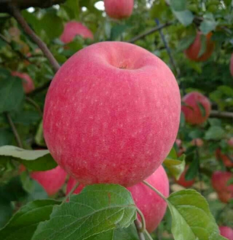 绥中寒富苹果主产区颜色上好了，现货皮毛亮好，优质实力代办