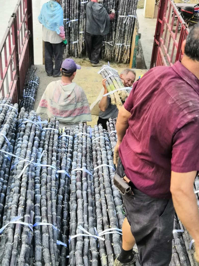 热卖区(广西甘蔗)基地直供，回程车免费提供。