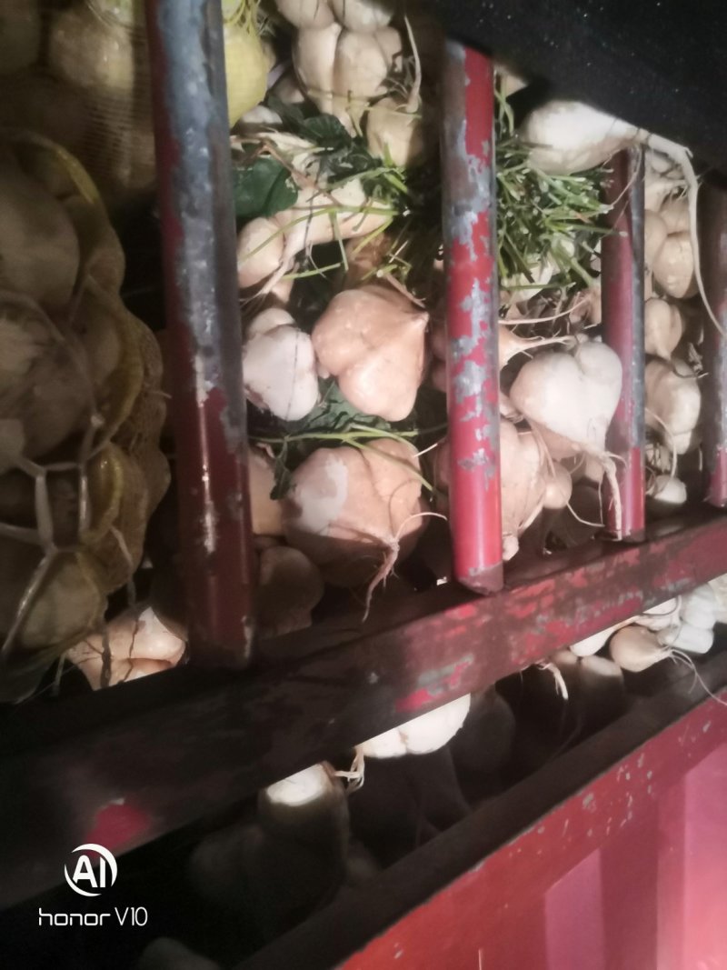 湖北沙土地凉薯地瓜大量上市整车有货价格美丽质量好走货快