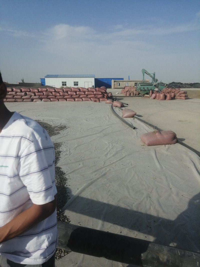 甘肃363葵花子原产地批发瓜子颗粒大皮薄肉多色选干净