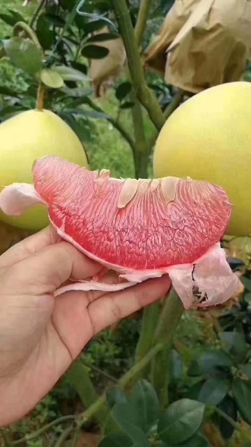 三红蜜柚