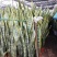 虎皮兰高70厘米福建漳州花卉5到6个装金边虎皮兰