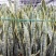 虎皮兰高70厘米福建漳州花卉5到6个装金边虎皮兰
