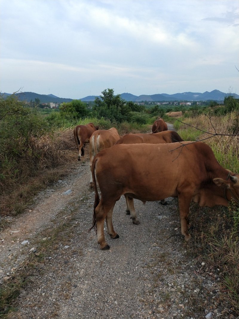 湖北黄冈本地黄牛