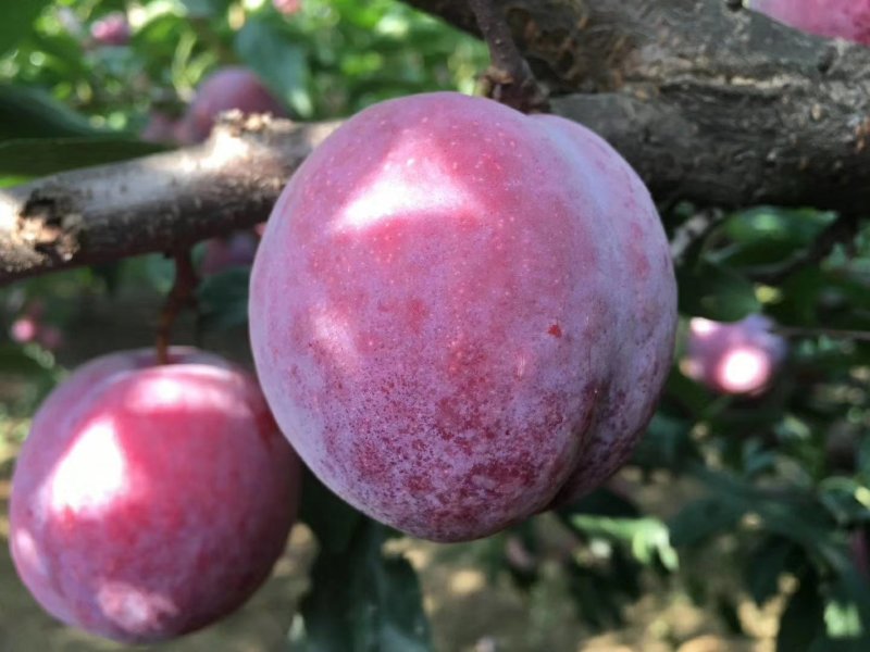 脆红李子苗，正宗晚熟脆红李，四川苗，品种纯，基地直销