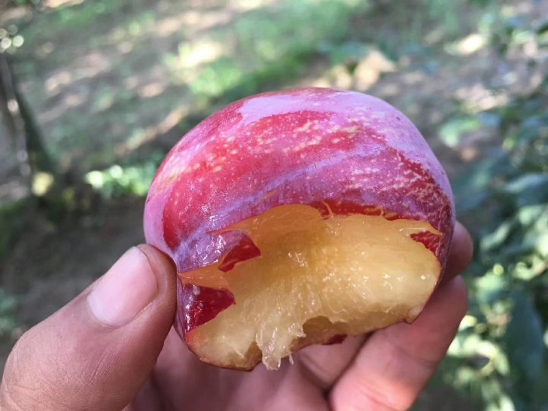 脆红李子苗，正宗晚熟脆红李，四川苗，品种纯，基地直销