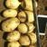 黄心土豆希森6(V7沃土实验一雪川红)(大货小薯品种全)