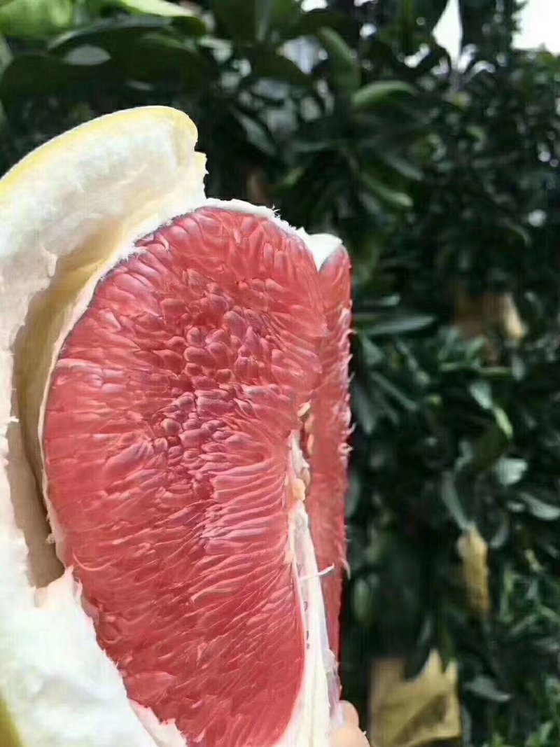 柚子