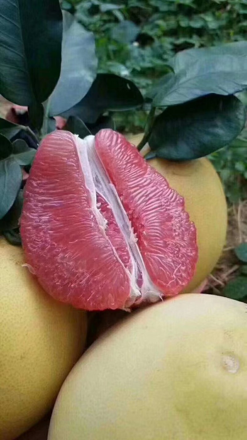 柚子