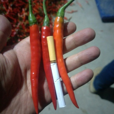 **朝天椒