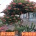 美国凌霄花苗盆栽爬藤植物，阳台庭院地面种植