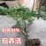 美国凌霄花苗盆栽爬藤植物，阳台庭院地面种植