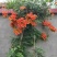 美国凌霄花苗盆栽爬藤植物，阳台庭院地面种植