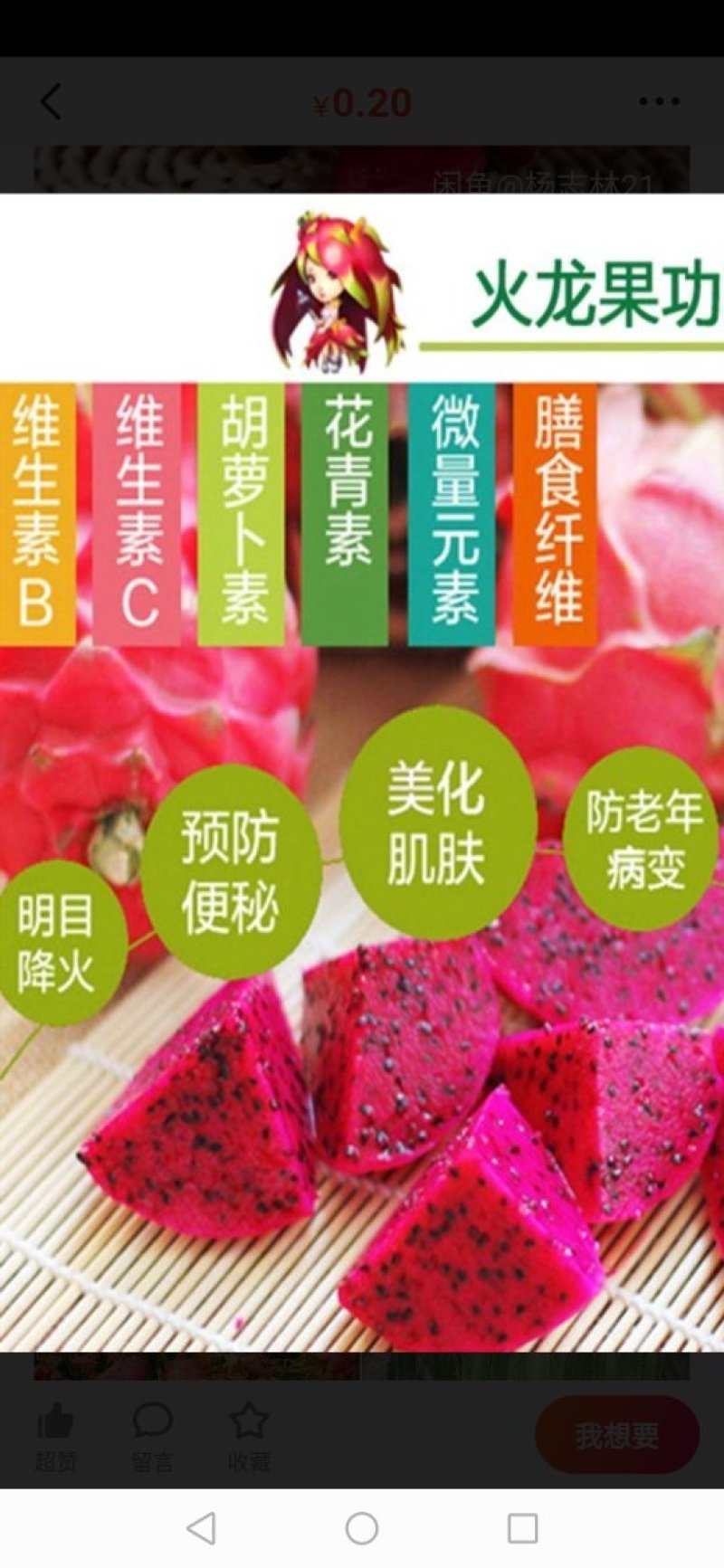 红星火龙果苗，盆栽果树苗，四季红肉，南方阳台，室内外盆地