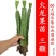 红星火龙果苗，盆栽果树苗，四季红肉，南方阳台，室内外盆地