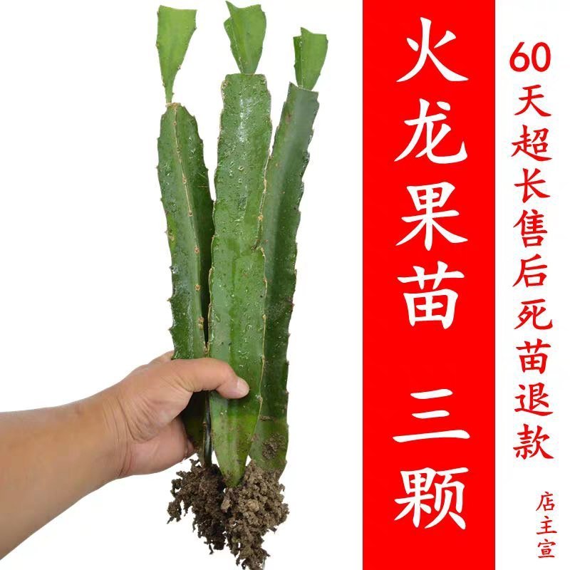 红星火龙果苗，盆栽果树苗，四季红肉，南方阳台，室内外盆地