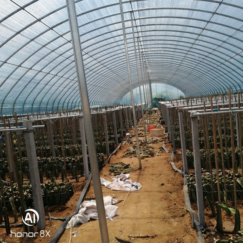 红星火龙果苗，盆栽果树苗，四季红肉，南方阳台，室内外盆地
