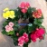 丽格海棠花草本植物，重瓣花苗，盆栽地栽，复色海棠花
