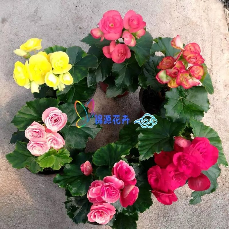 丽格海棠花草本植物，重瓣花苗，盆栽地栽，复色海棠花