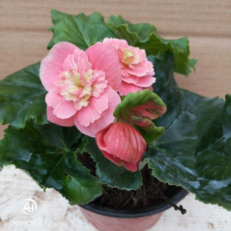 丽格海棠花草本植物，重瓣花苗，盆栽地栽，复色海棠花