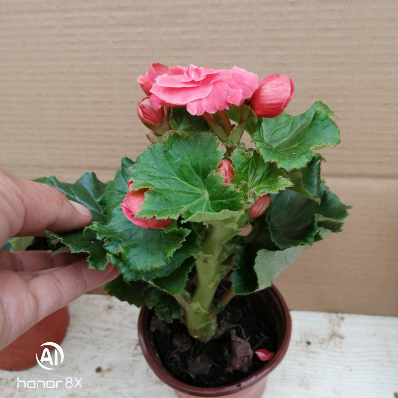 丽格海棠花草本植物，重瓣花苗，盆栽地栽，复色海棠花