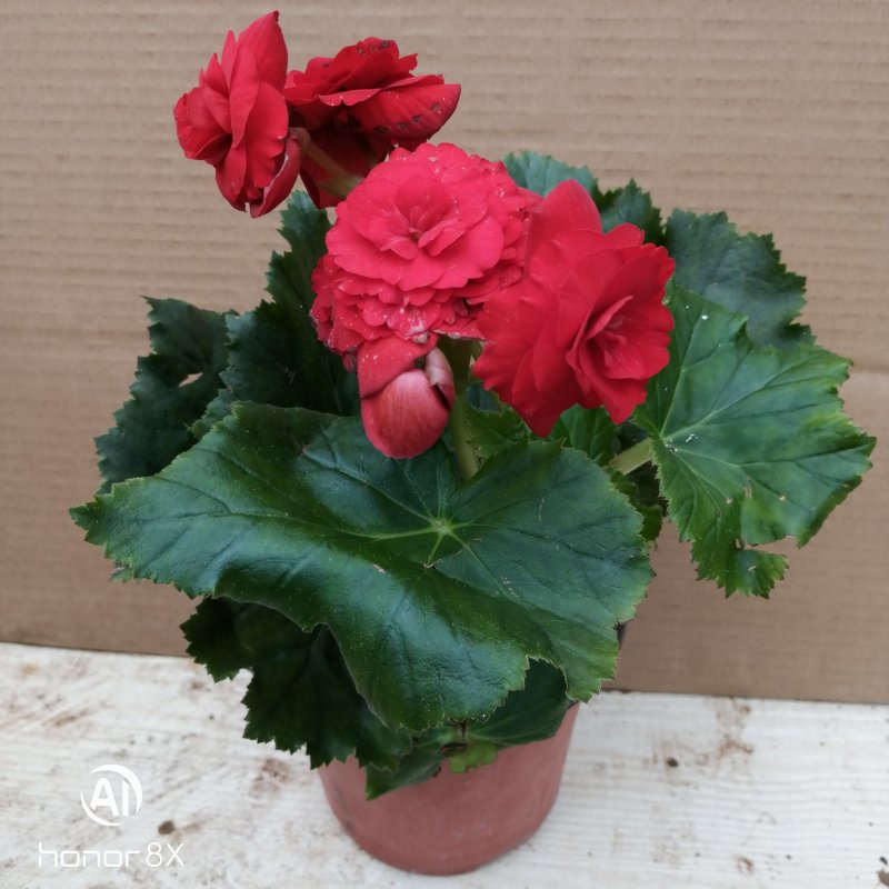 丽格海棠花草本植物，重瓣花苗，盆栽地栽，复色海棠花