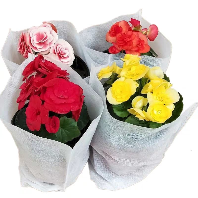 丽格海棠花草本植物，重瓣花苗，盆栽地栽，复色海棠花