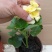 丽格海棠花草本植物，重瓣花苗，盆栽地栽，复色海棠花
