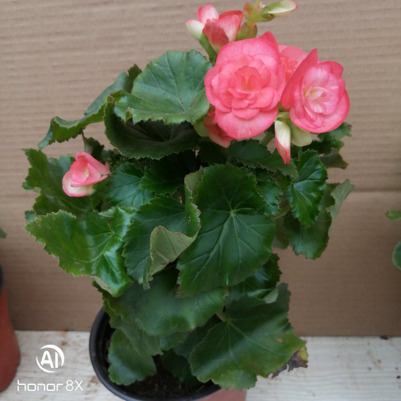 丽格海棠花草本植物，重瓣花苗，盆栽地栽，复色海棠花