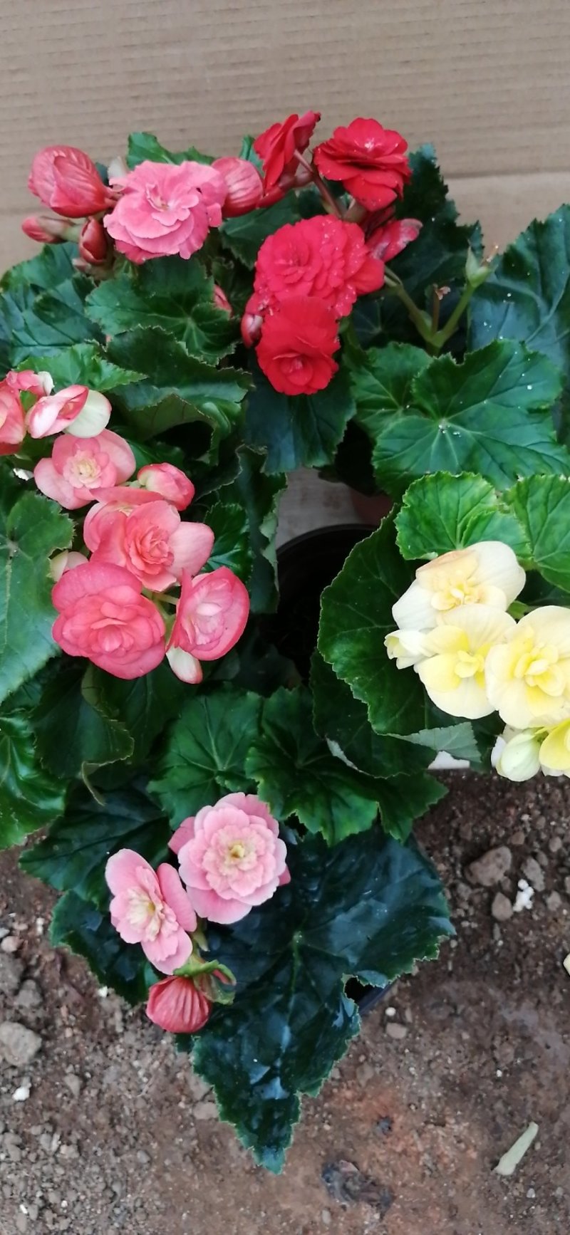 丽格海棠花草本植物，重瓣花苗，盆栽地栽，复色海棠花