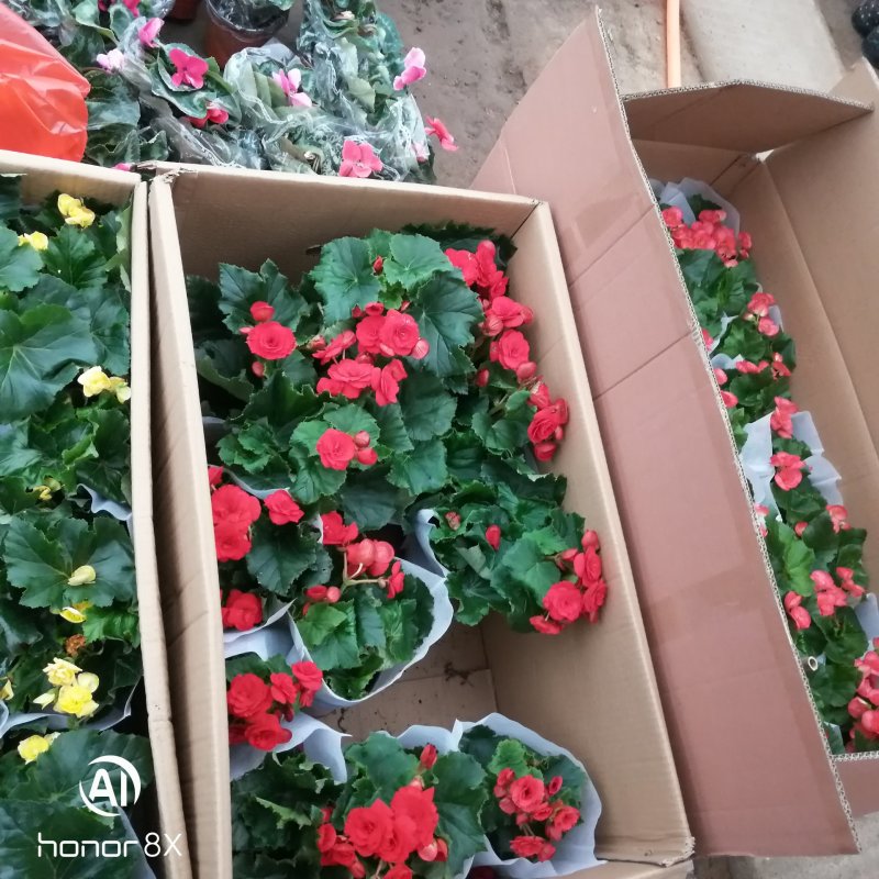 丽格海棠花草本植物，重瓣花苗，盆栽地栽，复色海棠花