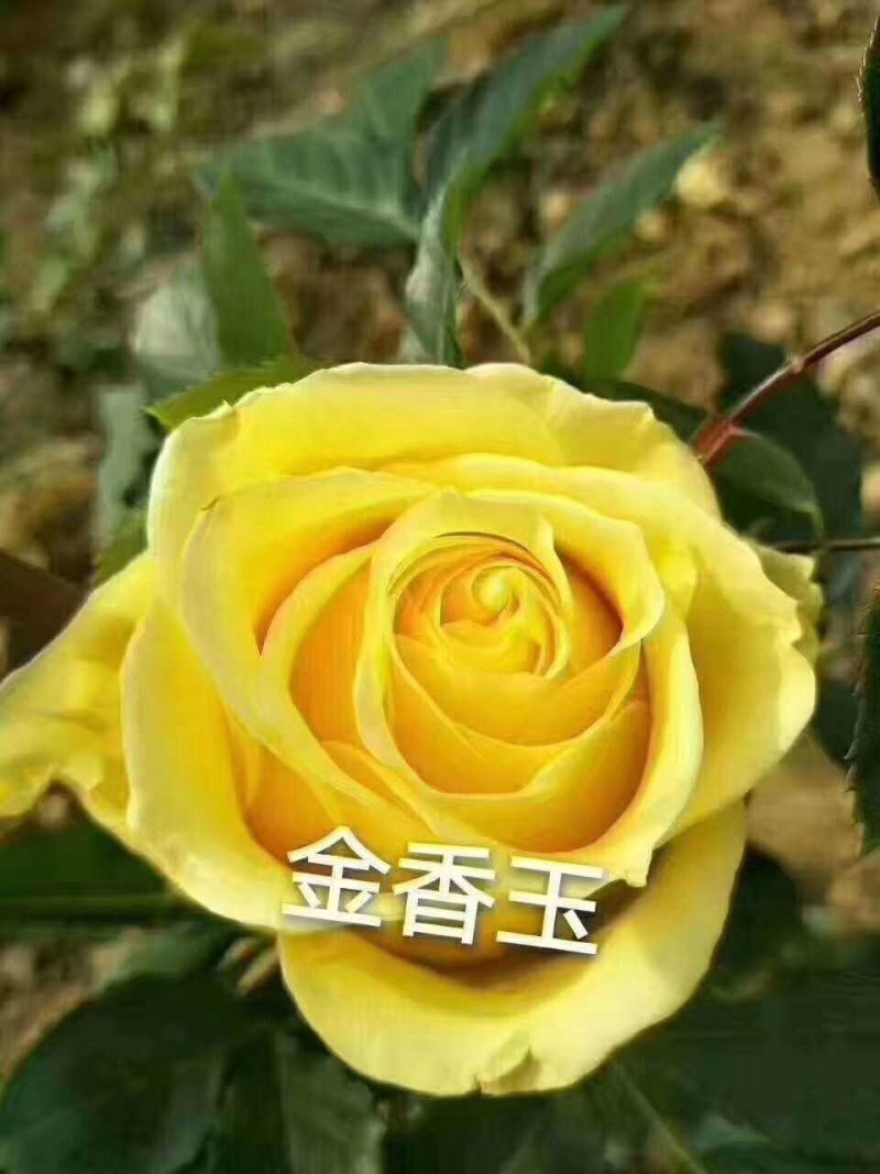 玫瑰，月季种苗零售100颗起发，顺丰包邮，基发直发