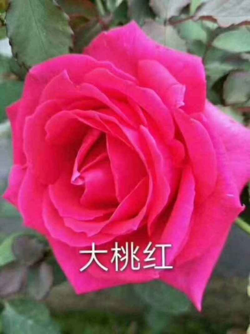 玫瑰，月季种苗零售100颗起发，顺丰包邮，基发直发