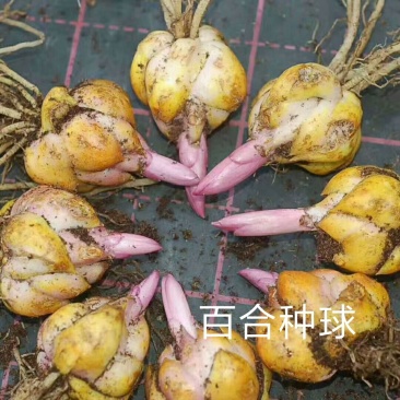 云南昆明多色香水百合种求批发规格16～18cm