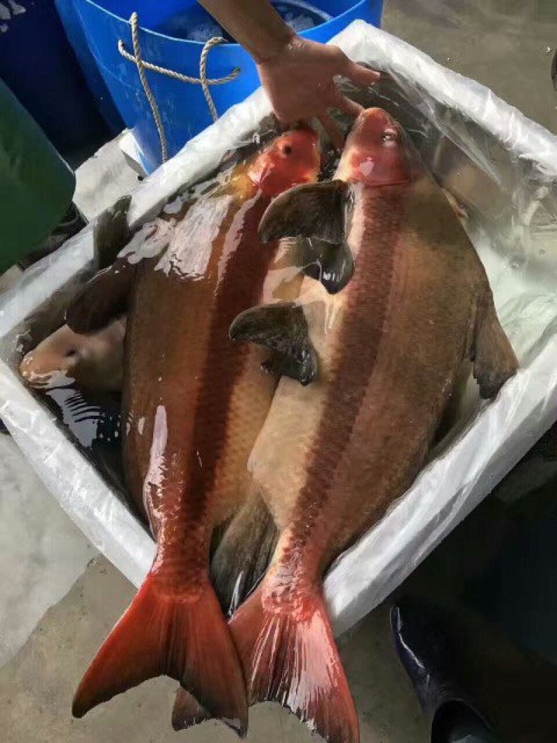 胭脂鱼