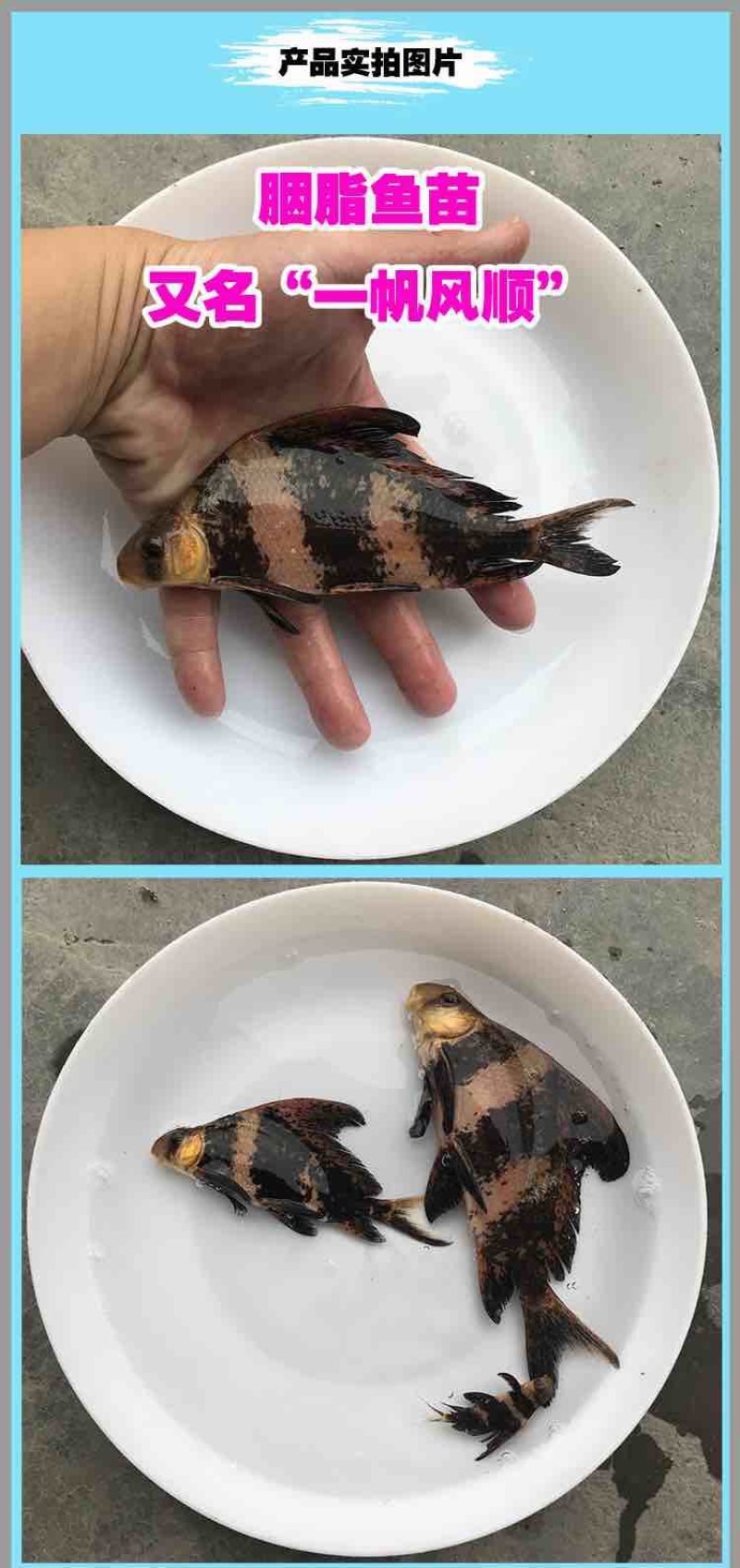 胭脂鱼