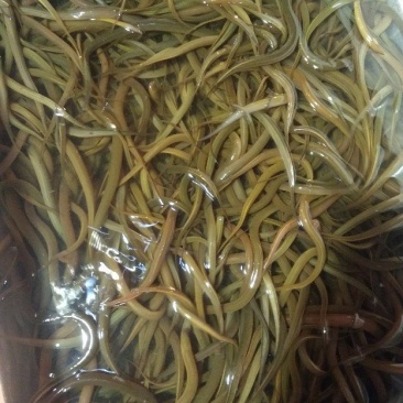 黄鳝苗