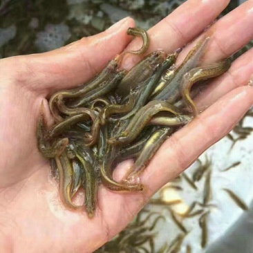 台湾泥鳅