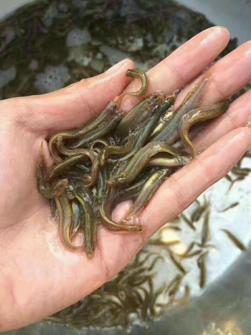 台湾泥鳅