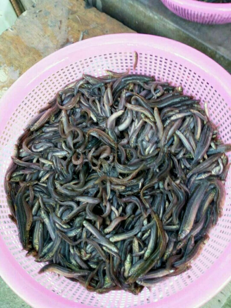 台湾泥鳅