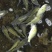 裸鲤裸斑无甲鲤鱼