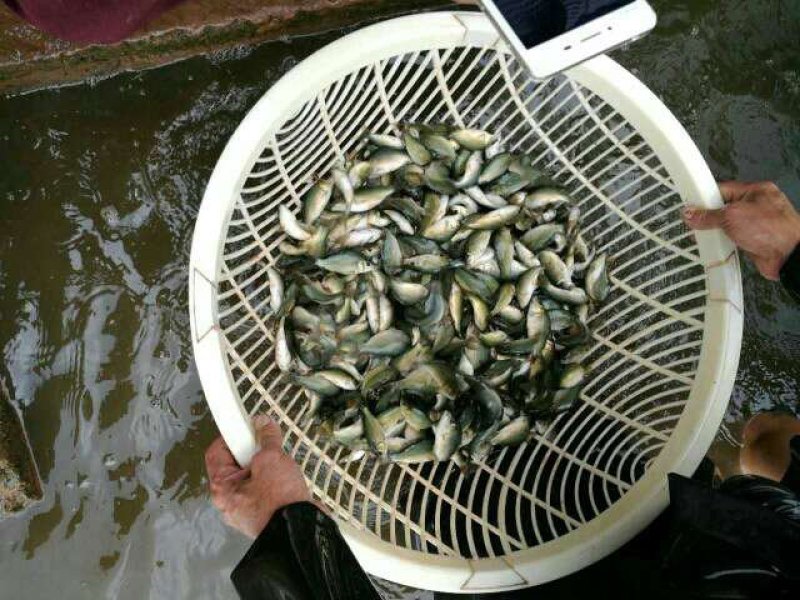 裸鲤裸斑无甲鲤鱼
