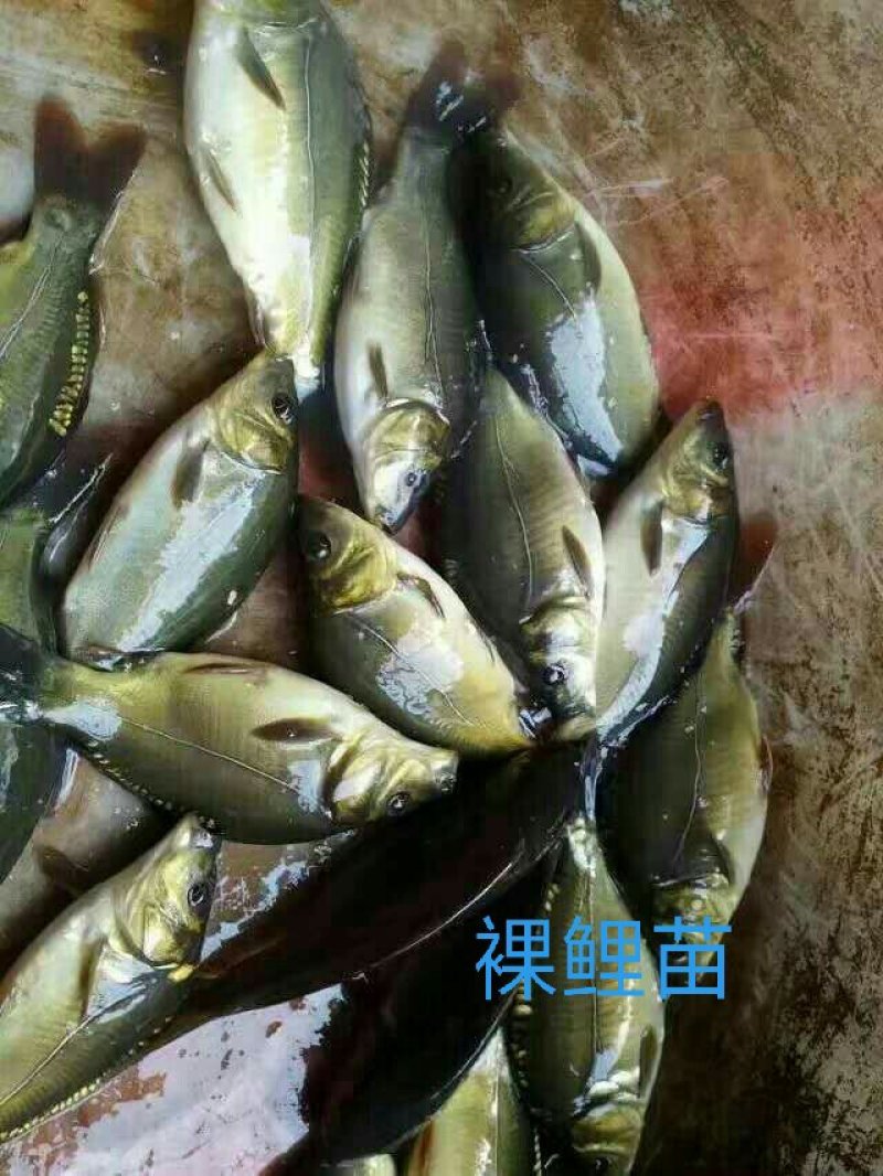 裸鲤裸斑无甲鲤鱼