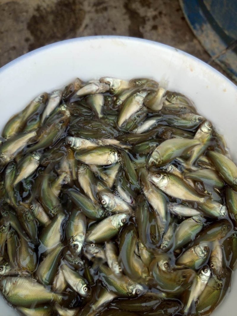 裸鲤裸斑无甲鲤鱼