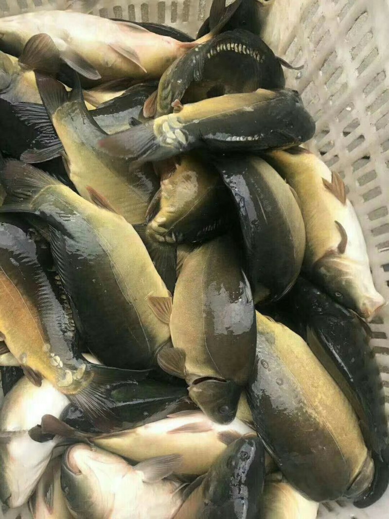 裸鲤裸斑无甲鲤鱼
