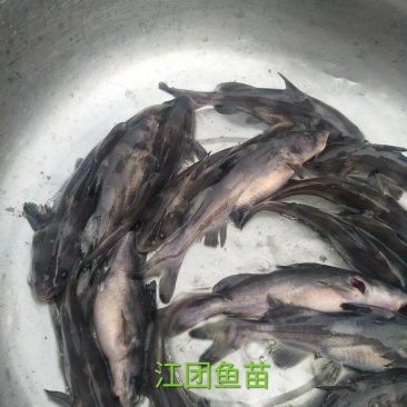 江团苗