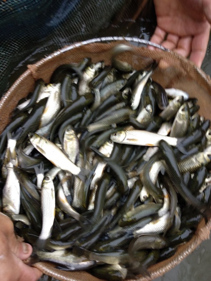 草鱼苗