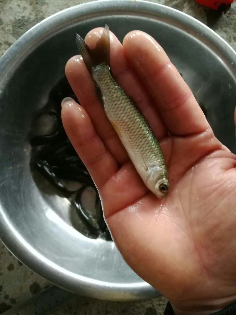 草鱼苗