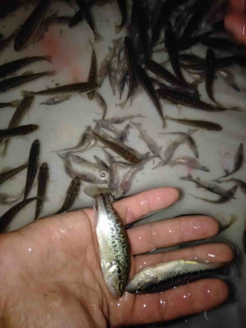 鲈鱼苗